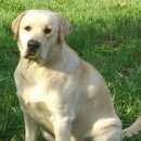 Подробнее об объявлении «Воронеж Пропала собака кобель лабрадор» Фото: пропала собака Лабрадор ретривер «Воронеж Пропала собака кобель лабрадор» в г. Воронеж