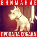 Подробнее об объявлении «Пропала собака белый цвергшнауцер Истра» Фото: пропала собака Цвергшнауцер «Пропала собака белый цвергшнауцер Истра» в г. Истра