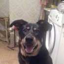 Подробнее об объявлении «Пропала собака кобель помогите найти Санкт-Петербург» Фото: пропала собака  «Пропала собака кобель помогите найти...» в г. Санкт-Петербург