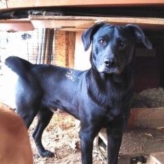 Подробнее об объявлении «Октябрьский (Московская обл.) Пропала собака кобель помогите найти» Фото: пропала собака  «Октябрьский (Московская обл.) Пропала собака...» в г. Октябрьский (Московская обл.)