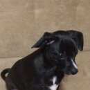 Подробнее об объявлении «Пропала собака кобель Дмитров» Фото: пропала собака  «Пропала собака кобель Дмитров» в г. Дмитров