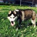 Подробнее об объявлении «Санкт-Петербург Пропала собака кобель» Фото: пропала собака Сибирская хаски «Санкт-Петербург Пропала собака кобель» в г. Санкт-Петербург