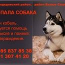 Подробнее об объявлении «Пропала собака кобель и две хаски кобель и сука Домодедово» Фото: пропала собака Сибирская хаски «Пропала собака кобель и две хаски кобель и сука...» в г. Домодедово