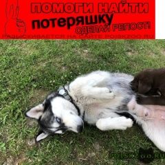 Подробнее об объявлении «Пропала собака хаски  Фрязино» Фото: пропала собака Сибирская хаски «Пропала собака хаски  Фрязино» в г. Фрязино