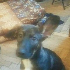 Подробнее об объявлении «Пропала собака кобель щенок месяцев. Санкт-Петербург» Фото: пропала собака  «Пропала собака кобель щенок месяцев....» в г. Санкт-Петербург