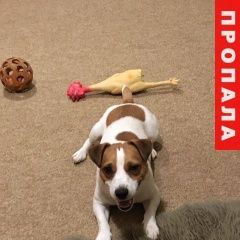 Подробнее об объявлении «Пропала собака кобель Зеленоград» Фото: пропала собака Джек рассел терьер «Пропала собака кобель Зеленоград» в г. Зеленоград