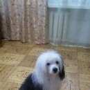 Подробнее об объявлении «Пропала собака кобель разные глаза ухо черное. Нижний Новгород» Фото: пропала собака Китайская хохлатая собака «Пропала собака кобель разные глаза ухо черное....» в г. Нижний Новгород