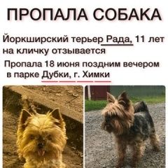 Подробнее об объявлении «Пропала собака йоркширский терьер Химки» Фото: пропала собака Йоркширский терьер «Пропала собака йоркширский терьер Химки» в г. Химки