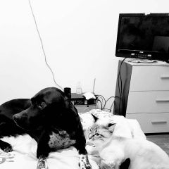 Подробнее об объявлении «Симферополь Пропала собака пойнтер, алиса» Фото: пропала собака Пойнтер «Симферополь Пропала собака пойнтер, алиса» в г. Симферополь