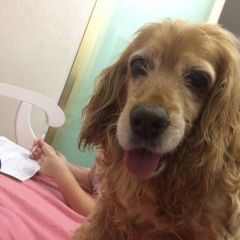 Подробнее об объявлении «Олонец Пропала собака» Фото: пропала собака Английский кокер-спаниель «Олонец Пропала собака» в г. Олонец