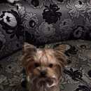 Подробнее об объявлении «Владикавказ Пропала собака помогите найти» Фото: пропала собака Йоркширский терьер «Владикавказ Пропала собака помогите найти» в г. Владикавказ