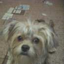 Подробнее об объявлении «Пропала собака кобель екширский терьер, рыжий Санкт-Петербург» Фото: пропала собака Ирландский сеттер «Пропала собака кобель екширский терьер, рыжий...» в г. Санкт-Петербург