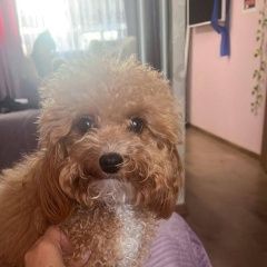 Подробнее об объявлении «Пропала собака мультипу девочка Москва» Фото: пропала собака  «Пропала собака мультипу девочка Москва» в г. Москва