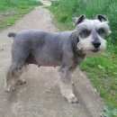 Подробнее об объявлении «Балашиха Пропала собака потерялась наша собачка порода цвергшнау» Фото: пропала собака Цвергшнауцер «Балашиха Пропала собака потерялась наша собачка...» в г. Балашиха