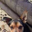 Подробнее об объявлении «Воронеж Пропала собака кобель» Фото: пропала собака  «Воронеж Пропала собака кобель» в г. Воронеж