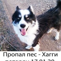 Подробнее об объявлении «Альметьевск Пропала собака кобель» Фото: пропала собака  «Альметьевск Пропала собака кобель» в г. Альметьевск