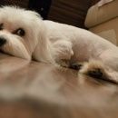 Подробнее об объявлении «Егорьевск Пропала собака кобель sos  любимец» Фото: пропала собака Мальтийская болонка «Егорьевск Пропала собака кобель sos  любимец» в г. Егорьевск