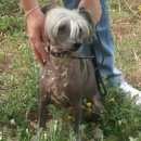 Подробнее об объявлении «Магнитогорск Пропала собака кобель пёс» Фото: пропала собака Китайская хохлатая собака «Магнитогорск Пропала собака кобель пёс» в г. Магнитогорск