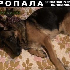Подробнее об объявлении «Москва Пропала собака помогите найти друга» Фото: пропала собака Немецкая овчарка «Москва Пропала собака помогите найти друга» в г. Москва
