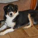 Подробнее об объявлении «Бердск Пропала собака в районе дк 29.12.16. вечером а» Фото: пропала собака  «Бердск Пропала собака в районе дк 29.12.16....» в г. Бердск