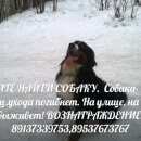 Подробнее об объявлении «Бердск Пропала собака кобель помогите» Фото: пропала собака Бернская пастушья собака «Бердск Пропала собака кобель помогите» в г. Бердск