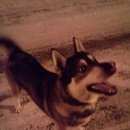 Подробнее об объявлении «Королев Пропала собака кобель хаска-кобель по кличке тимошка 2 года» Фото: пропала собака Сибирская хаски «Королев Пропала собака кобель хаска-кобель по...» в г. Королев