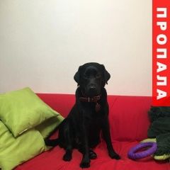 Подробнее об объявлении «Пропала собака Владимир» Фото: пропала собака Лабрадор ретривер «Пропала собака Владимир» в г. Владимир