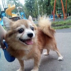 Подробнее об объявлении «Пропала собака кобель Москва» Фото: пропала собака Чихуахуа «Пропала собака кобель Москва» в г. Москва