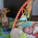 Подробнее об объявлении «Пропала собака той терьер, кличка ева. потерялась 14.07 Санкт-Петербург» Фото: пропала собака Той-терьер «Пропала собака той терьер, кличка ева....» в г. Санкт-Петербург