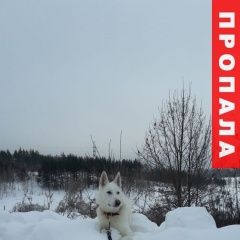 Подробнее об объявлении «Белгород Пропала собака кобель» Фото: пропала собака Западно-сибирская лайка «Белгород Пропала собака кобель» в г. Белгород