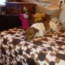 Подробнее об объявлении «Пропала собака кобель  вечером 5 июня, примерно Санкт-Петербург» Фото: пропала собака Джек рассел терьер «Пропала собака кобель  вечером 5 июня, примерно...» в г. Санкт-Петербург