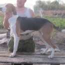 Подробнее об объявлении «Бутурлиновка Пропала собака» Фото: пропала собака  «Бутурлиновка Пропала собака» в г. Бутурлиновка