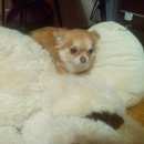 Подробнее об объявлении «Воронеж Пропала собака рыжая чиуахуа» Фото: пропала собака Чихуахуа «Воронеж Пропала собака рыжая чиуахуа» в г. Воронеж