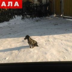 Подробнее об объявлении «Пропала собака Курган» Фото: пропала собака  «Пропала собака Курган» в г. Курган