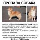 Подробнее об объявлении «Москва Пропала собака» Фото: пропала собака Шелти «Москва Пропала собака» в г. Москва
