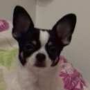 Подробнее об объявлении «Пропала собака Санкт-Петербург» Фото: пропала собака Чихуахуа «Пропала собака Санкт-Петербург» в г. Санкт-Петербург