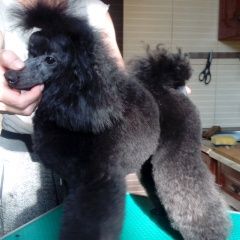 Подробнее об объявлении «Нижний Новгород Пропала собака» Фото: пропала собака Пудель «Нижний Новгород Пропала собака» в г. Нижний Новгород