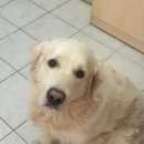 Подробнее об объявлении «Пропала собака кобель золотистый ретривер Королев» Фото: пропала собака Лабрадор ретривер «Пропала собака кобель золотистый ретривер Королев» в г. Королев