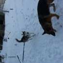 Подробнее об объявлении «Красноярск Пропала собака» Фото: пропала собака  «Красноярск Пропала собака» в г. Красноярск