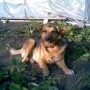 Подробнее об объявлении «Пропала собака Самара» Фото: пропала собака  «Пропала собака Самара» в г. Самара