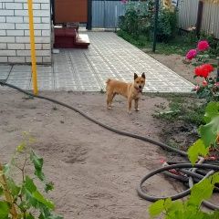 Подробнее об объявлении «Урюпинск Пропала собака кобель дети скучают очень сильно» Фото: пропала собака  «Урюпинск Пропала собака кобель дети скучают...» в г. Урюпинск