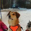 Подробнее об объявлении «Пропала собака кобель Санкт-Петербург» Фото: пропала собака  «Пропала собака кобель Санкт-Петербург» в г. Санкт-Петербург