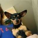 Подробнее об объявлении «Пропала собака Адлер» Фото: пропала собака Той-терьер «Пропала собака Адлер» в г. Адлер