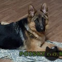 Подробнее об объявлении «Пропала собака кобель немец Средняя Ахтуба» Фото: пропала собака Немецкая овчарка «Пропала собака кобель немец Средняя Ахтуба» в г. Средняя Ахтуба