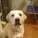 Подробнее об объявлении «Пропала собака кобель палевый лабрадор, мальчик, 1, 3 года Королев» Фото: пропала собака Лабрадор ретривер «Пропала собака кобель палевый лабрадор,...» в г. Королев