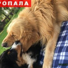 Подробнее об объявлении «Московский Пропала собака кобель» Фото: пропала собака Голден ретривер «Московский Пропала собака кобель» в г. Московский