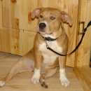 Подробнее об объявлении «Пропала собака не теряем надежды Нижний Новгород» Фото: пропала собака Американский стаффордширский терьер «Пропала собака не теряем надежды Нижний Новгород» в г. Нижний Новгород