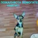 Подробнее об объявлении «Новокузнецк Пропала собака кобель» Фото: пропала собака Той-терьер «Новокузнецк Пропала собака кобель» в г. Новокузнецк