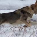 Подробнее об объявлении «Пропала собака потерялась лайка Новосибирск» Фото: пропала собака Западно-сибирская лайка «Пропала собака потерялась лайка Новосибирск» в г. Новосибирск