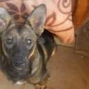 Подробнее об объявлении «Омск Пропала собака кобель» Фото: пропала собака  «Омск Пропала собака кобель» в г. Омск